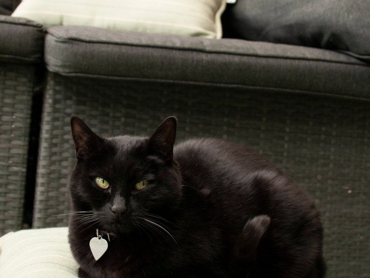 There&rsquo;s a Cat on My&nbsp;Lap