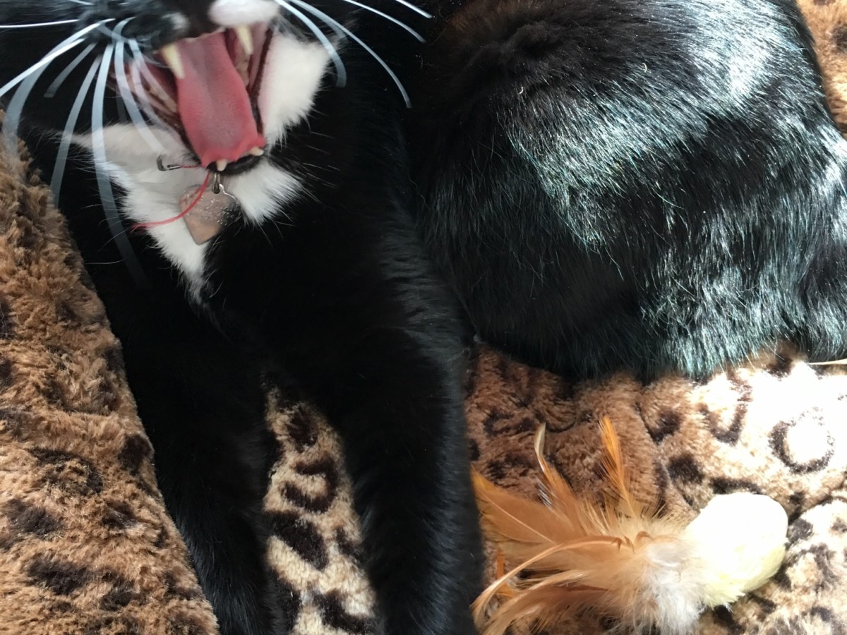 I Sing the Song of My&nbsp;People